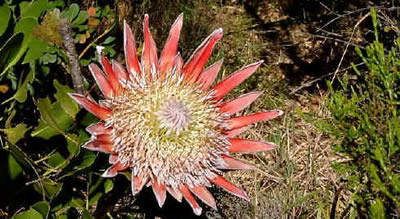 Protea